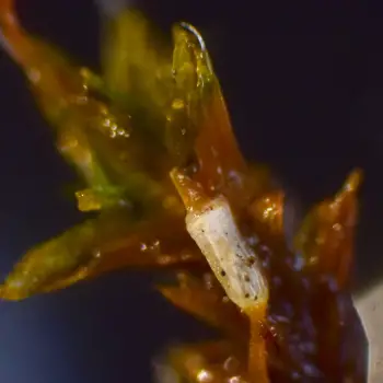 Grimmia pulvinata (3 de 6)