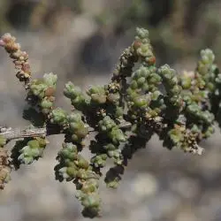 Fotografía Salsola vermiculata (2 de 3)