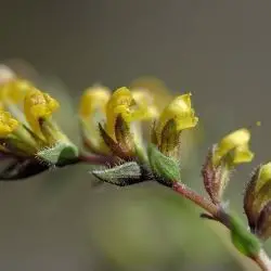 Odontites viscosus subsp. australis (1 de 2)