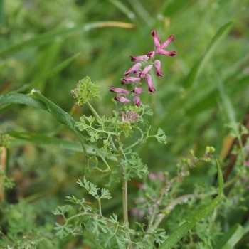 Fumaria officinalis subsp. officinalis (4 de 4)