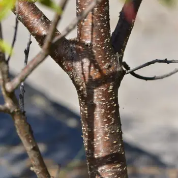 Prunus persica (3 de 5)