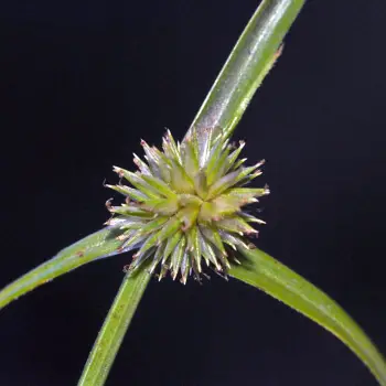 Cyperus brevifolius (1 de 4)