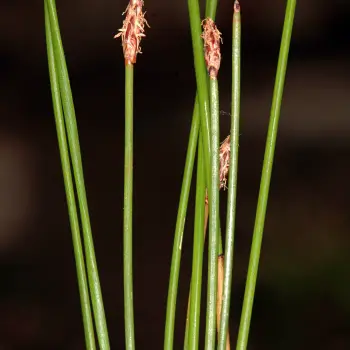 Eleocharis palustris subsp. waltersii