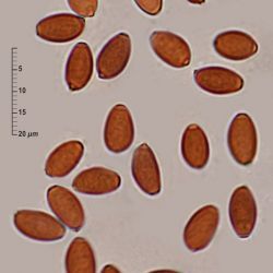 Psathyrella marcescibilis (Britzelm.) Singer (2 de 3)