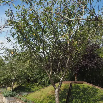 Prunus avium 'Garrafal de Toro' (2 de 2)