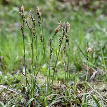 Carex asturica (1 de 3)