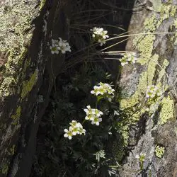 Fotografía Saxifraga pentadactylis subsp. pentadactylis (1 de 3)