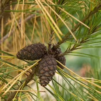 Pinus densiflora 'Umbraculifera' (4 de 6)