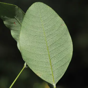 Lespedeza bicolor (6 de 6)