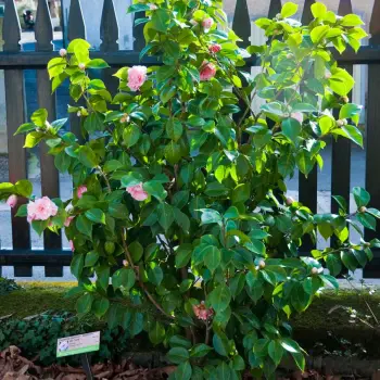 Camellia japonica 'Duchesse de Caze' (1 de 2)