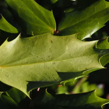 Mahonia japonica (4 de 5)
