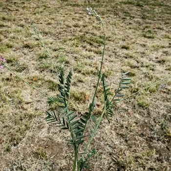 Onobrychis viciifolia (1 de 5)