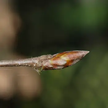 Carpinus betulus (6 de 6)
