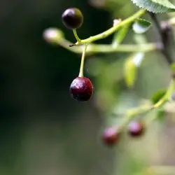 Fotografía Prunus mahaleb (2 de 2)