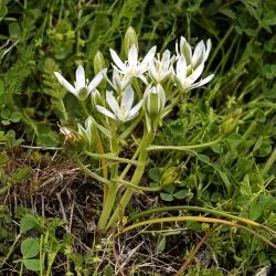 Ornithogalum bourgaeanum
