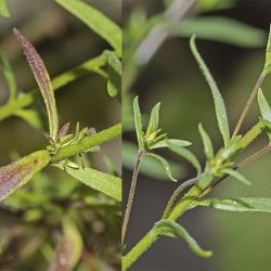 Linaria saxatilis (2 de 3)
