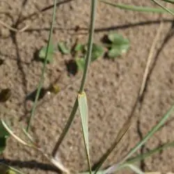 Fotografía Elymus farctus subsp. boreoatlanticus (2 de 3) 