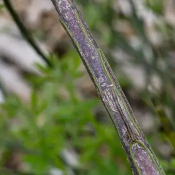 Cytisus grandiflorus (4 de 5)