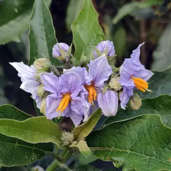 Solanum bonariense (1 de 4)