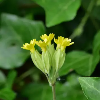 Primula veris subsp. columnae (3 de 3)
