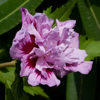 Hibiscus syriacus (3 de 3)