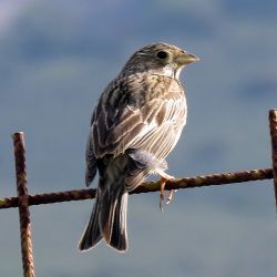 Fotografía Emberiza calandra (1 de 2)