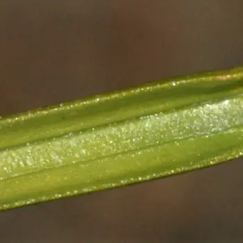 Fotografía Carex curvula subsp. curvula (4 de 6)