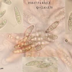 Capronia parasitica (Ellis & Everh.) E. Müll., Petrini, P.J. Fisher, Samuels & Rossman (1 de 3)