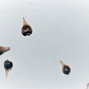 Fotografía Carex paniculata subsp. lusitanica (3 de 6)