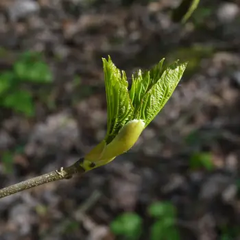 Acer pseudoplatanus (4 de 4)