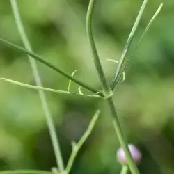 Cephalaria leucantha (2 de 3)