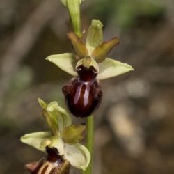 Ophrys passionis  (1 de 2)