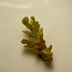 Cystoseira tamariscifolia (2 de 2)