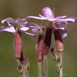 Saponaria ocymoides