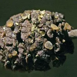 Ciboria viridifusca (Fuckel) Höhn. (1 de 3)
