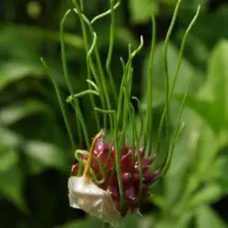 Fotografía Allium vineale