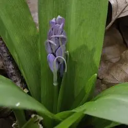 Scilla lilio-hyacinthus (3 de 3)