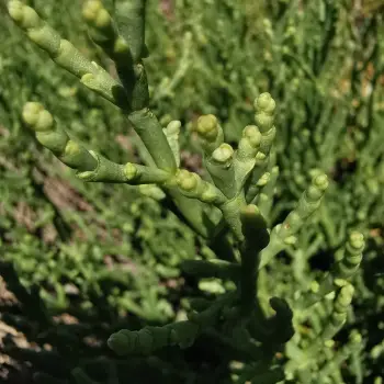 salicornia europaea (1 de 2)