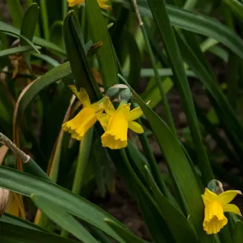 Narcissus cyclamineus 'Tête a Tête' (1 de 2)