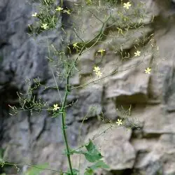 Cicerbita muralis subsp. muralis