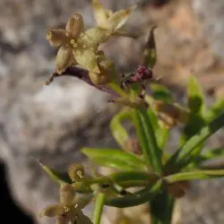 Fotografía Galium parisiense subsp. divaricatum (3 de 3)