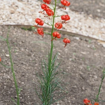 Lilium pumilum