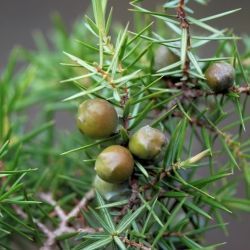 Fotografía Juniperus oxycedrus subsp. badia (3 de 3)