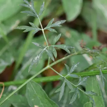 Peucedanum lancifolium (5 de 6)