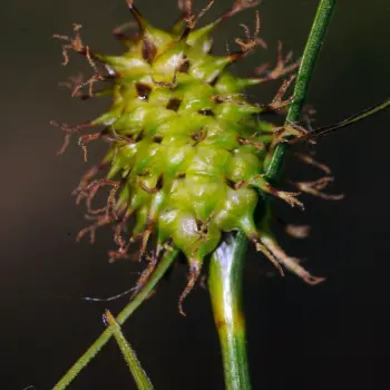 Carex lepidocarpa (4 de 4)