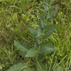 Fotografía Verbascum sinuatum (1 de 3)