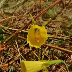 Narcissus bulbocodium (1 de 2)