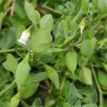 Fotografía Salpichroa origanifolia (2 de 2)
