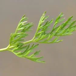 Selinum pyrenaeum
