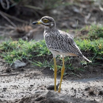 Burhinus capensis